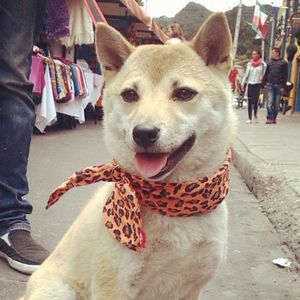 Pashmina Print naranja para perro